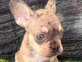 French Bulldog dogs French bulldog puppys - Advert 1
