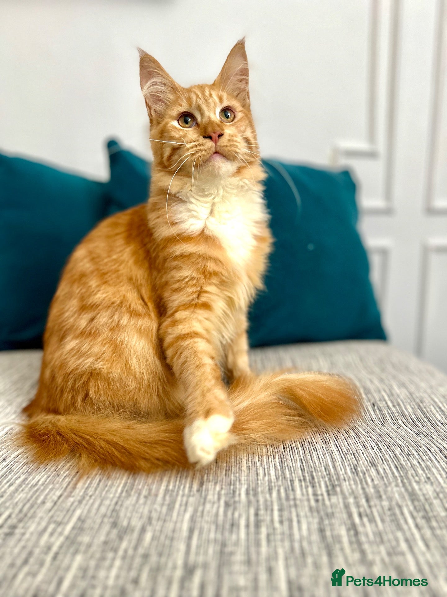 Maine Coon cats Stunning Red Maine Coon Kitten – TICA Registered  - Advert 1