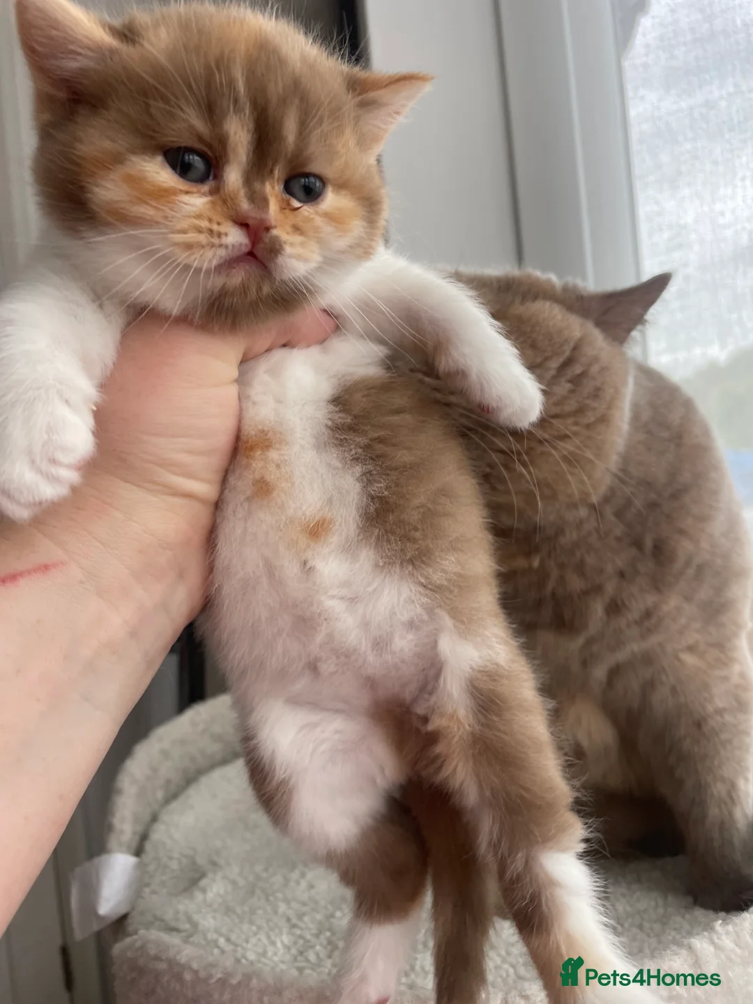 British Shorthair cats for sale: Champion Bloodline British Shorthair kittens  - Advert 2