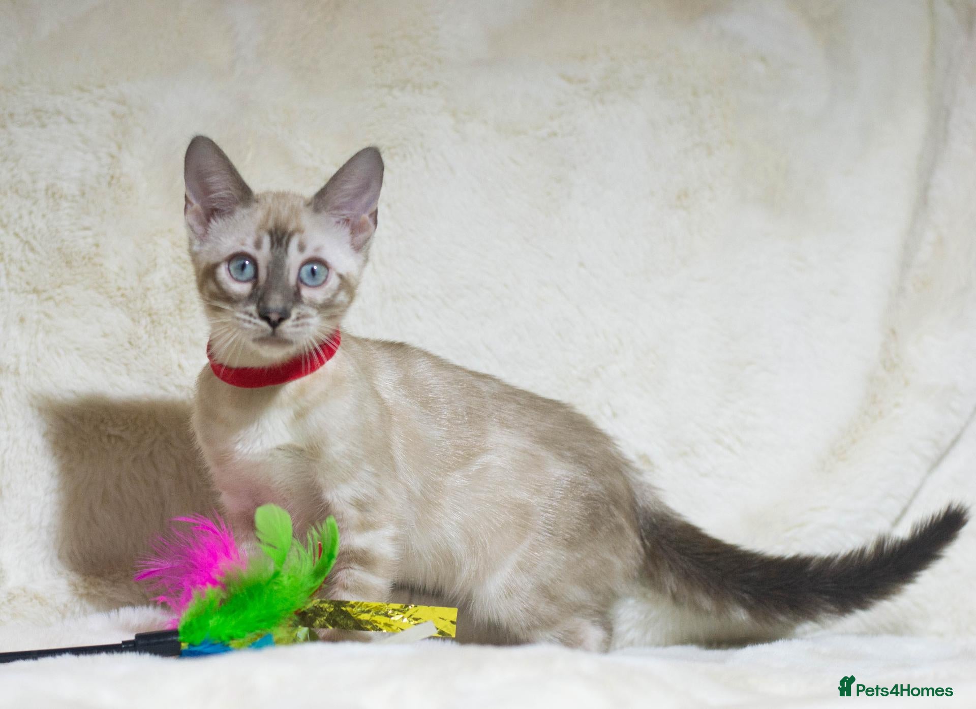 Bengal cats Last TICA Registered Snow Bengal Girl  - Advert 1
