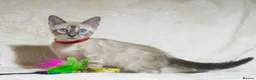 Bengal cats for sale: Ready to Leave TICA Registered Snow Bengal Girl  - Advert 1