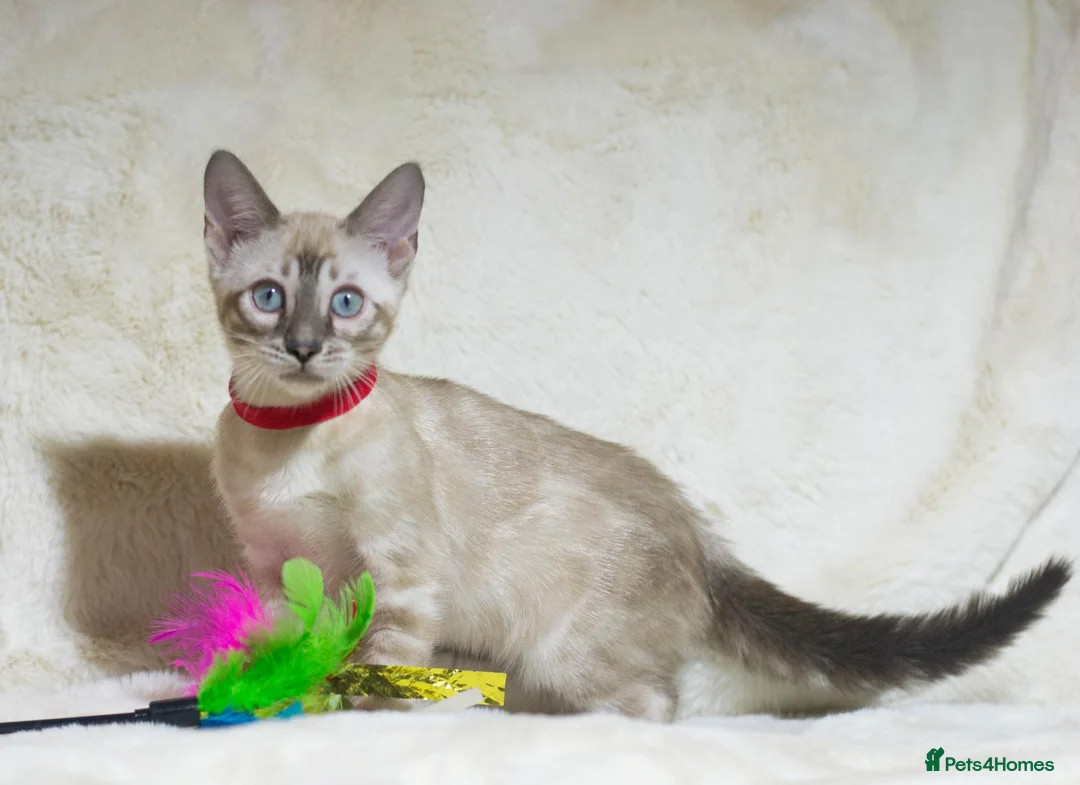 Bengal cats for sale: Ready to Leave TICA Registered Snow Bengal Girl  - Advert 1