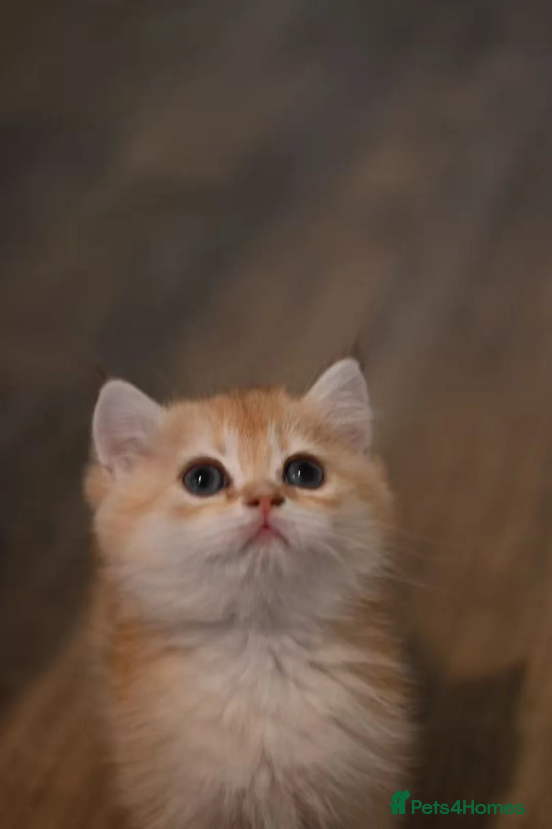 British Shorthair cats for sale: British shorthair blue golden kittens WCF/TICA - Advert 17
