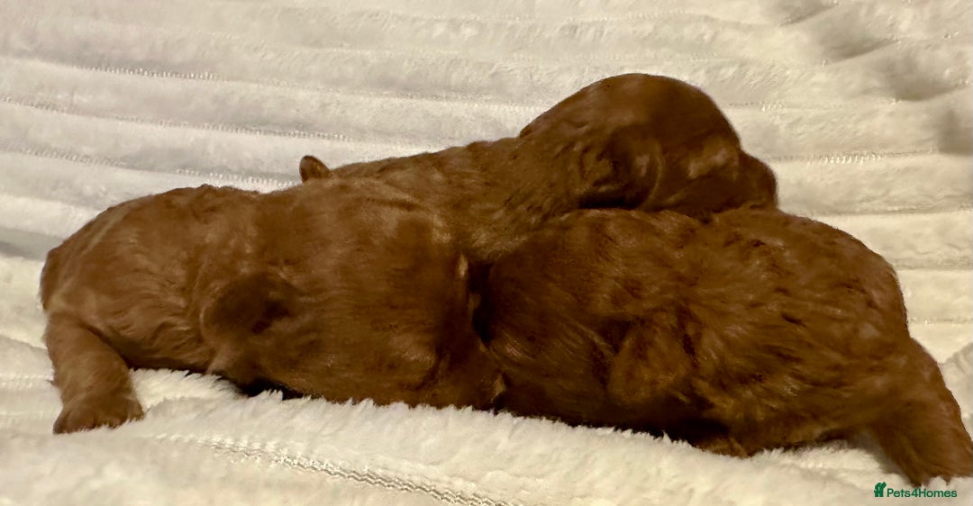 Toy Poodle dogs for sale: 2 TINY BOYS LEFT kc registered deep red toy poodle - Advert 19