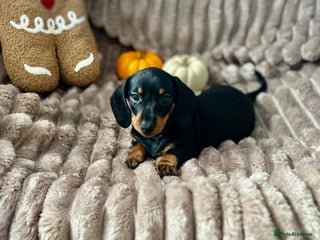 Dachshund dogs - Advert 6