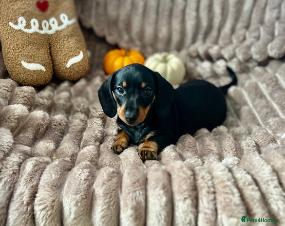 Dachshund dogs - Advert 1