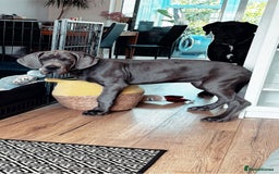 Great Dane dogs for sale: European Great Dane puppy - Image 5