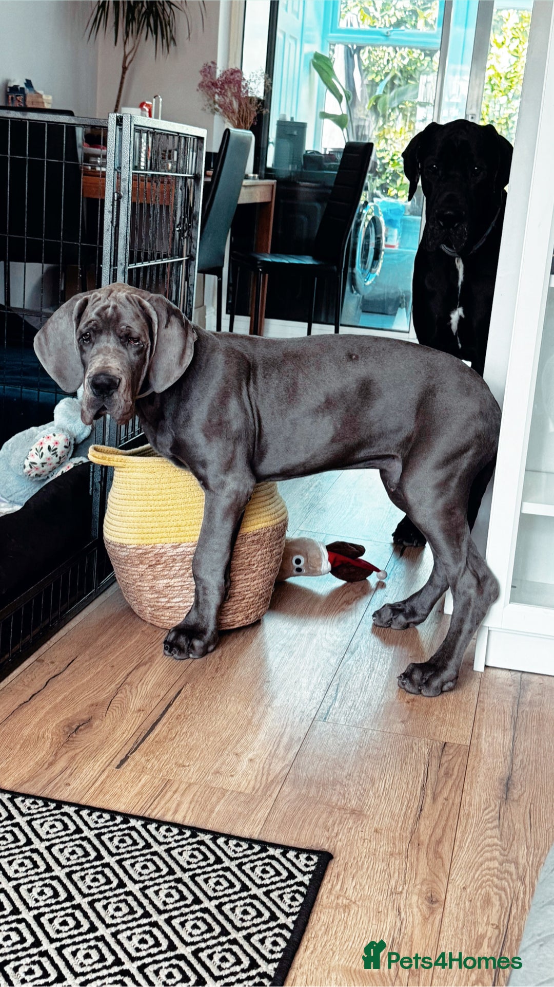 Great Dane dogs for sale: European Great Dane puppy - Image 5