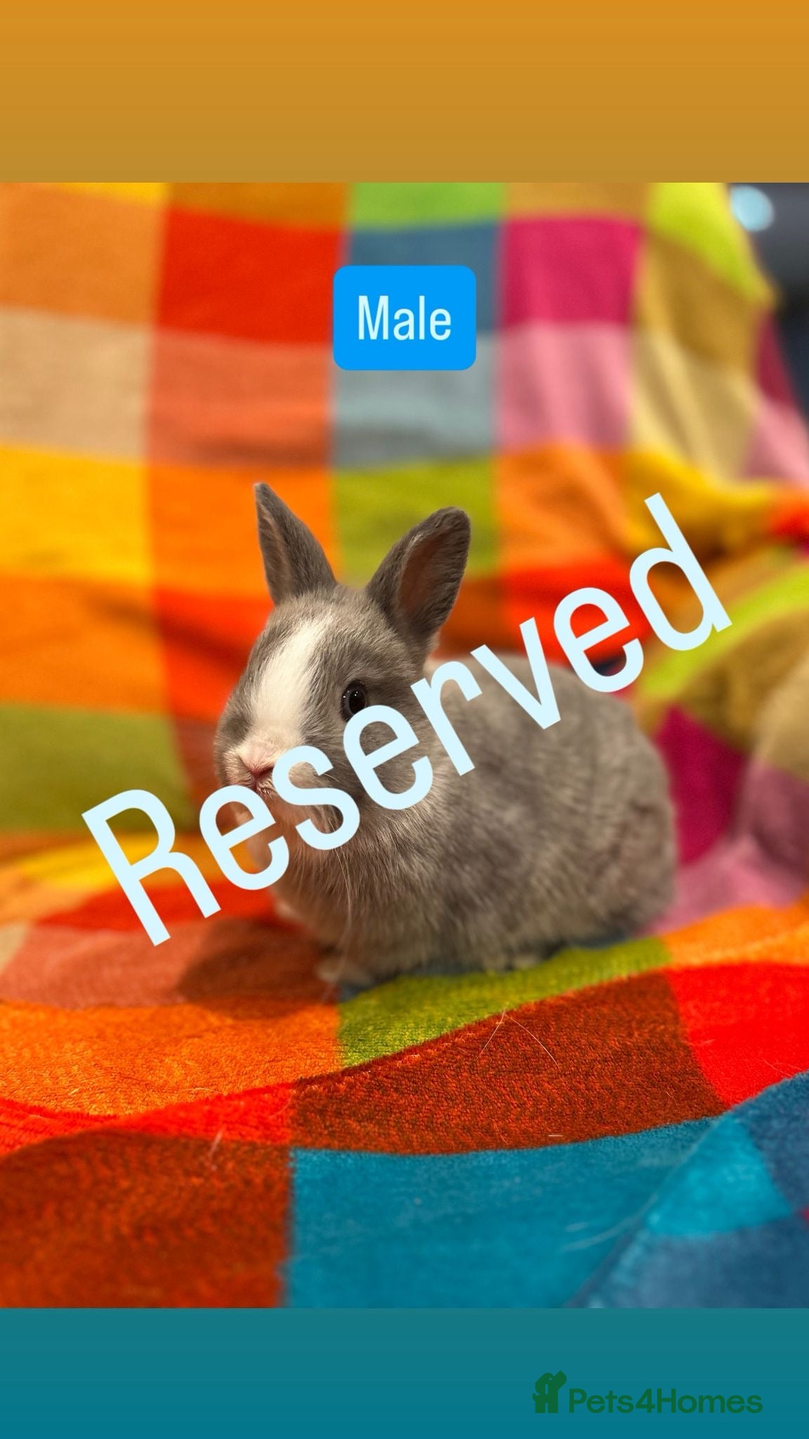 Netherland Dwarf rabbits Pure Bred Netherland Dwarf Baby Rabbits - Advert 18