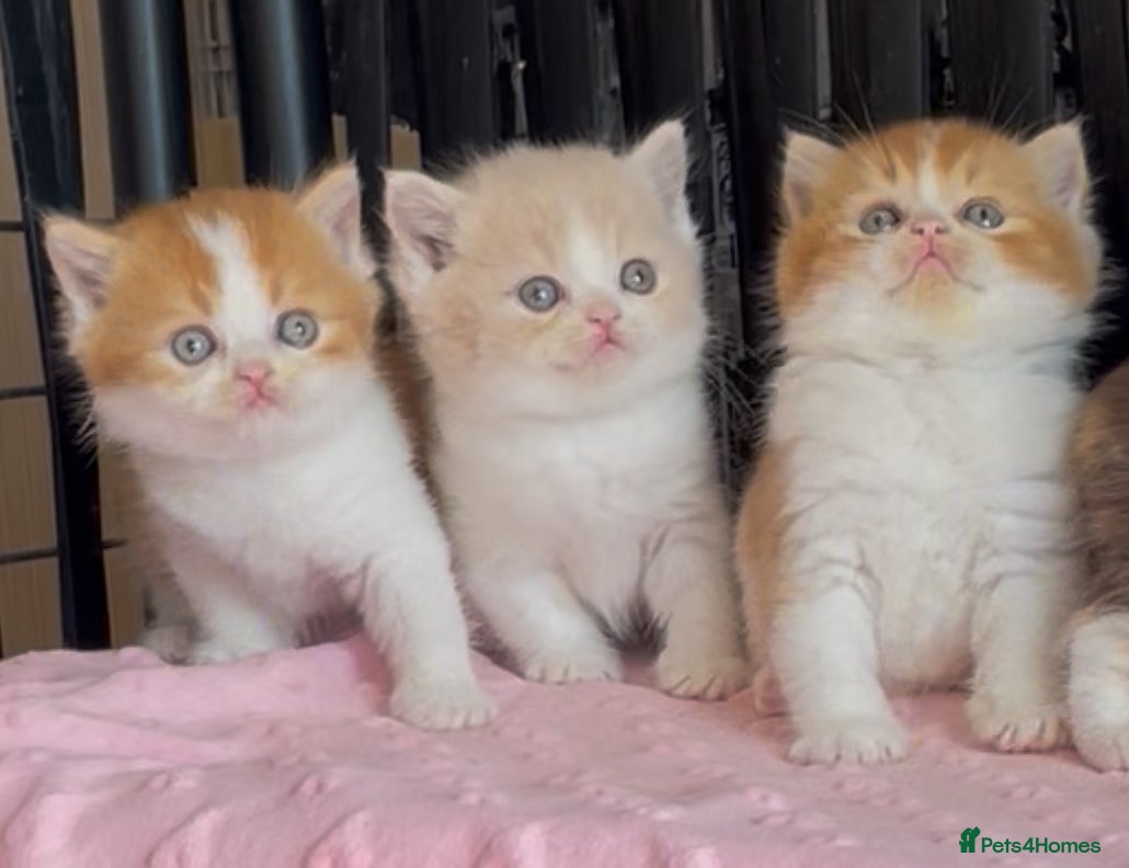 British Shorthair cats Beautiful BSH babies for sale  - Advert 2