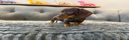 Miniature Dachshund dogs for sale: Last 3 pups!  - Advert 5