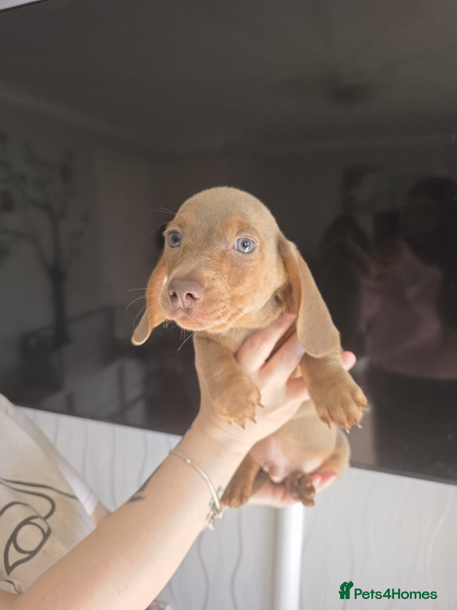 Miniature Dachshund dogs for sale: Stunnung miniature Dachshund  in Slough - Advert 9