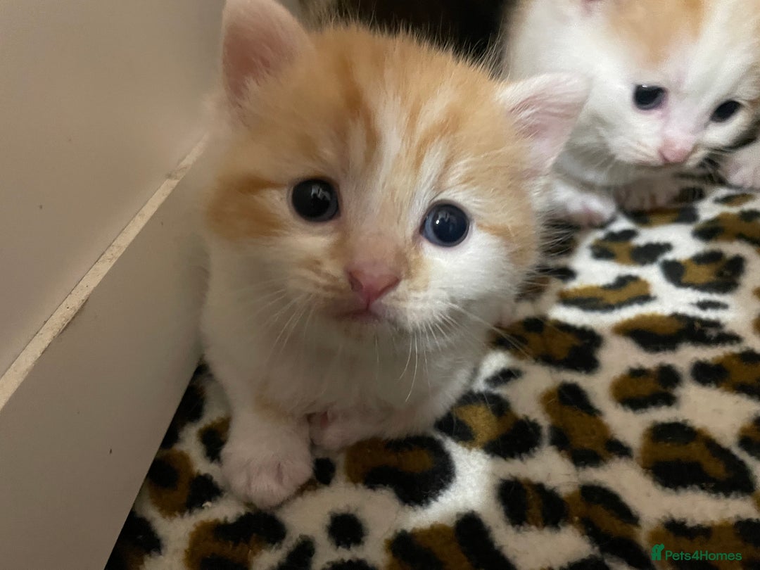 Mixed Breed cats for sale: 4 beautiful half persian kittens - Image 6