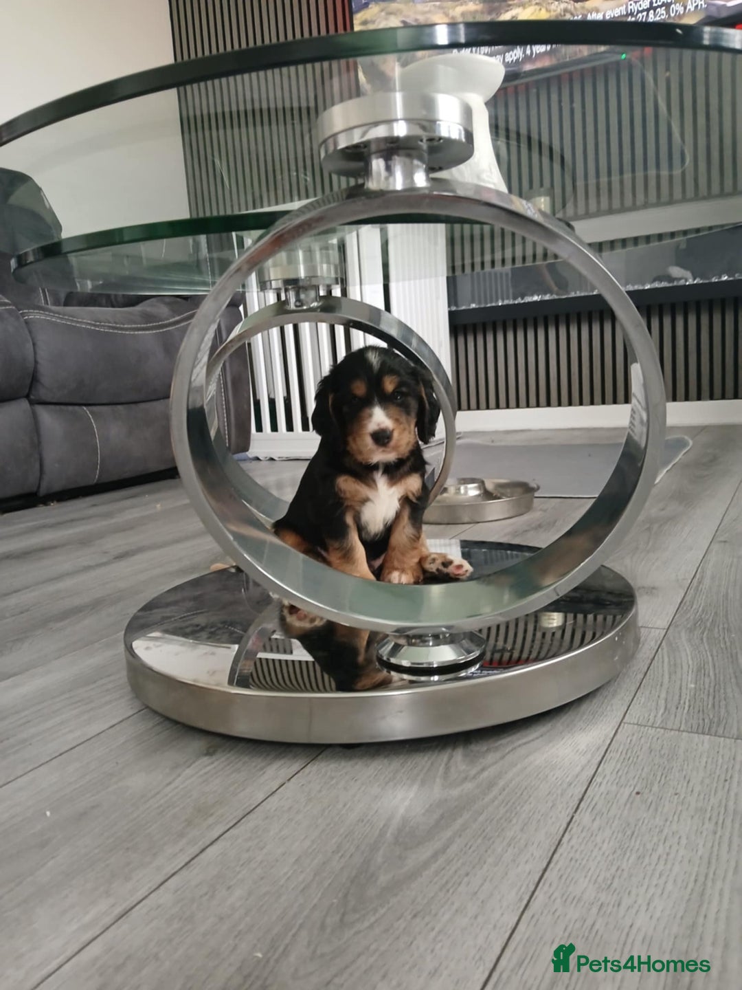 Cocker Spaniel dogs for sale: 3Beautiful show type cocker spaniels 💕♥️ 💙💕 - Image 3