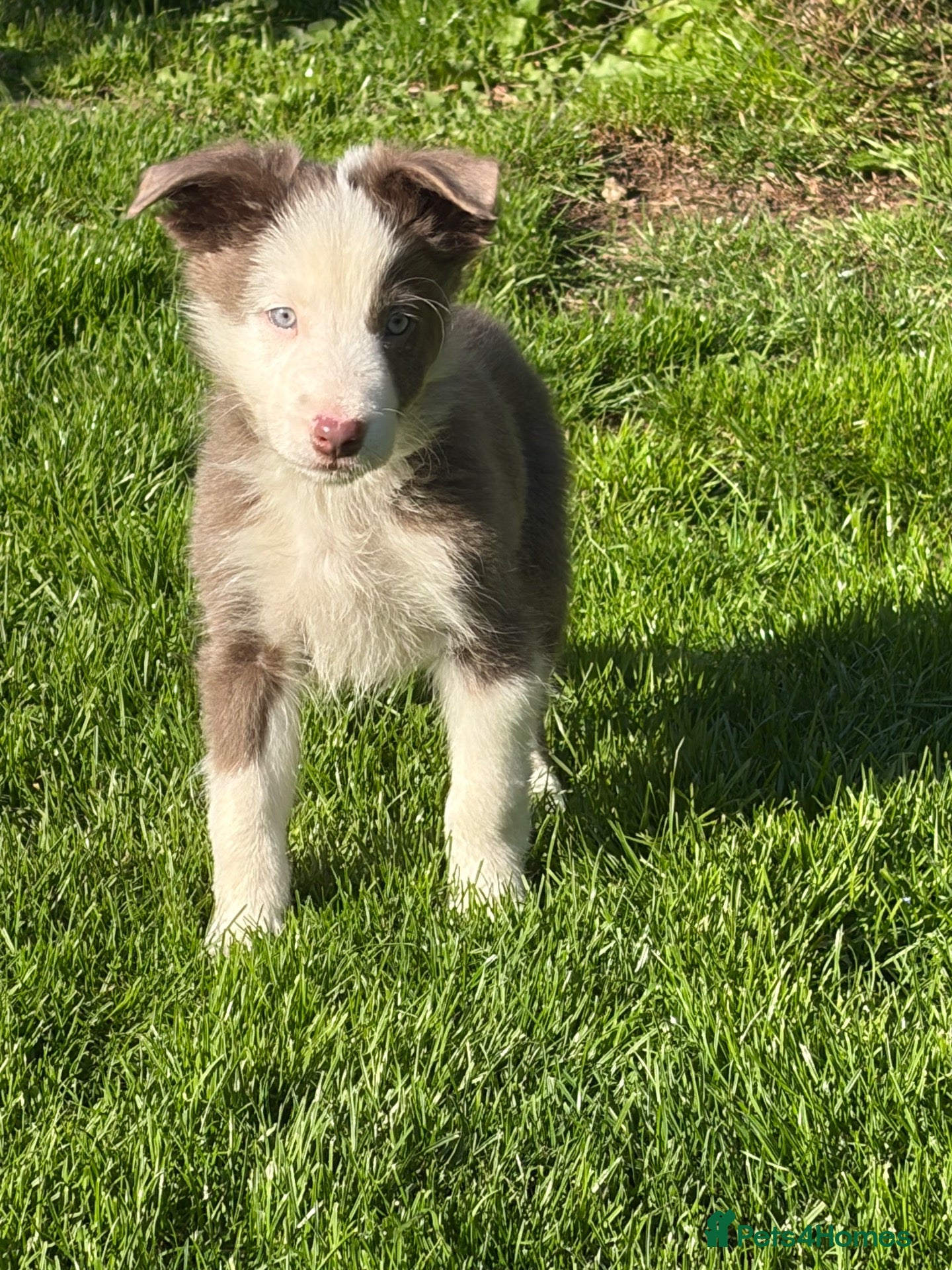 Border Collie dogs Border collie puppies - Advert 1