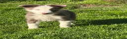 Border Collie dogs for sale: Border collie puppies in Ashbourne - Advert 7