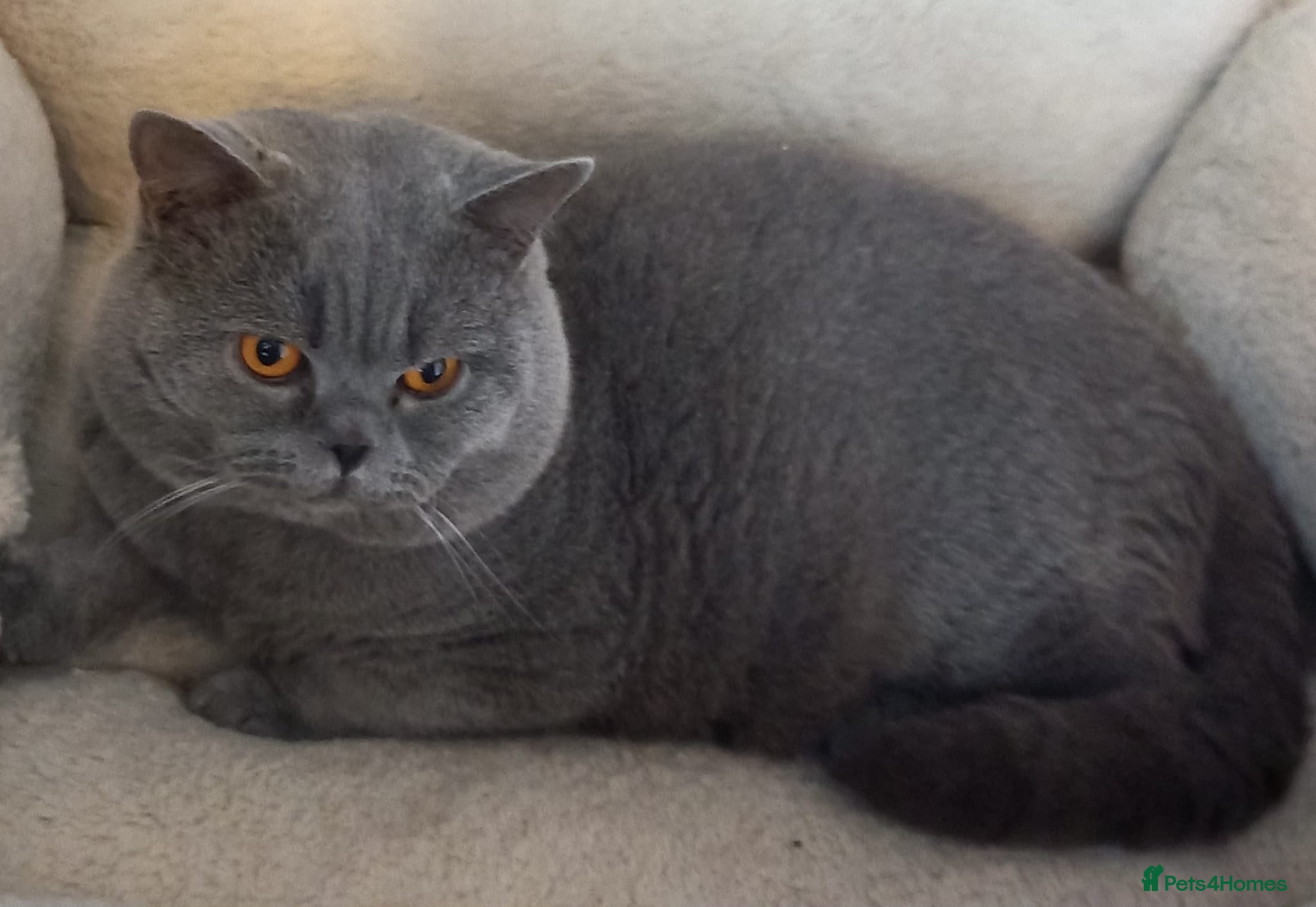 British Shorthair cats British shorthair blue male - Advert 2