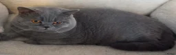 British Shorthair cats for sale: British shorthair blue male - Advert 2