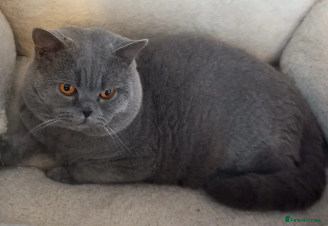 British Shorthair cats for sale: British shorthair blue male - Advert 2