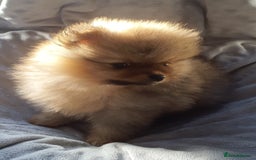 Pomeranian dogs for sale: Outstanding Tiny Pomeranian Puppies - Image 7