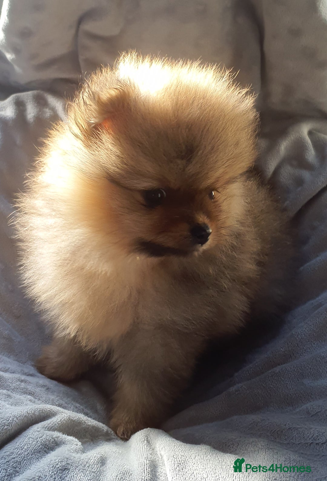 Pomeranian dogs for sale: Outstanding Tiny Pomeranian Puppies - Image 7