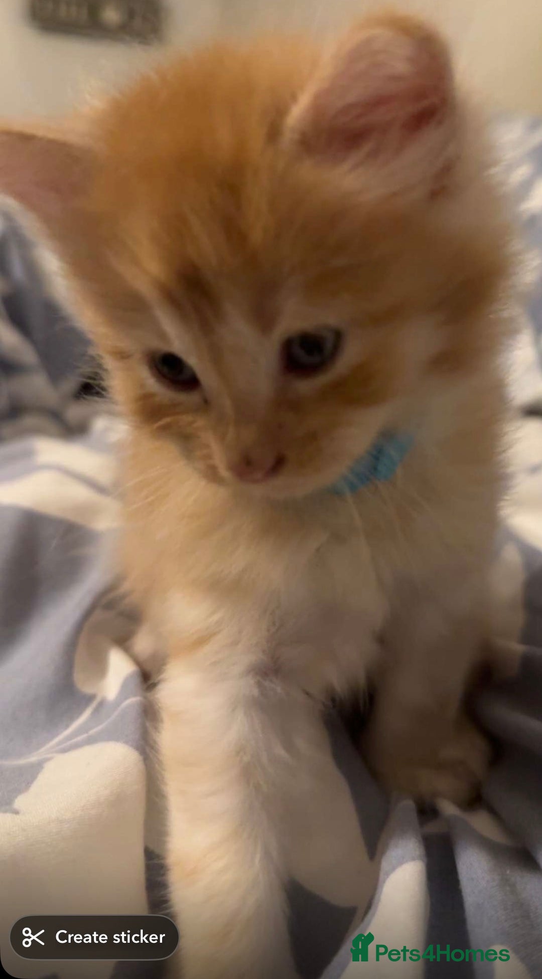 Maine Coon cats for sale: Maincoon kittens  - Advert 10