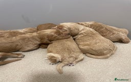 Cockapoo dogs for sale: Pra clear f1 cockpoo - Image 4