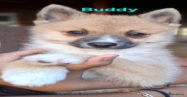 Pomsky dogs - Advert 2