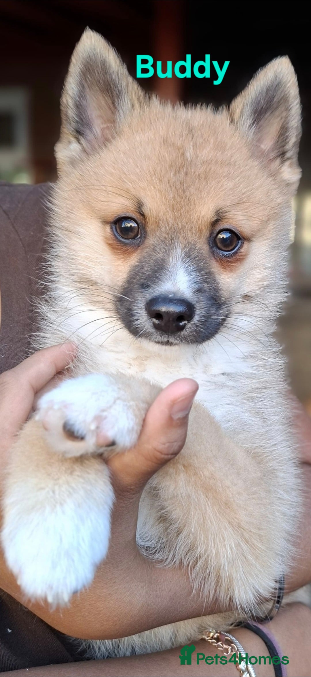 Pomsky dogs for sale: Fully vaccinated, 3 F4 Pomskies. Well socialised. - Image 10