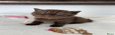 British Shorthair 3