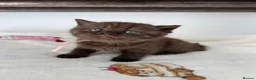 British Shorthair cats for sale: British Shorthair-Longhair  - Advert 19
