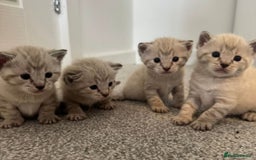 Bengal cats for sale: Snow bengal and charcoal bengal X - Image 1
