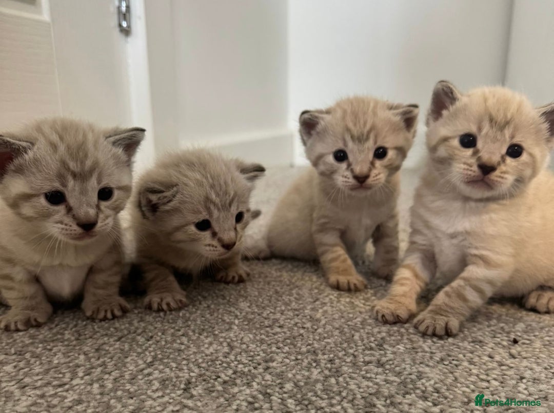 Bengal cats for sale: Snow bengal and charcoal bengal X - Image 1