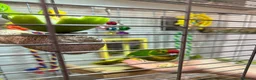 Parakeets birds for sale: Hand Tame young Kakariki with cage/accessories - Advert 3