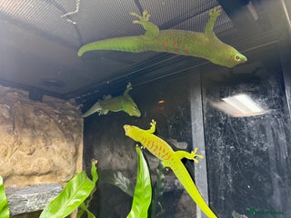 Gecko reptiles Madagascan Giant Day Gecko Female Trio - Advert 1