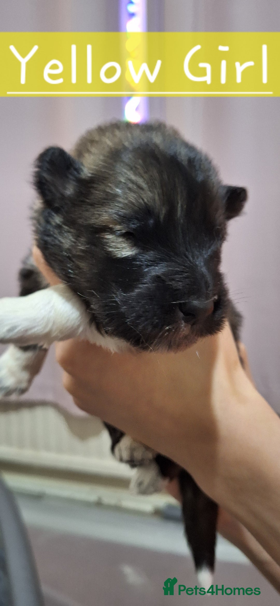 Mixed Breed dogs for sale: 10 Alaskan Shepherd puppies for sale - Advert 4