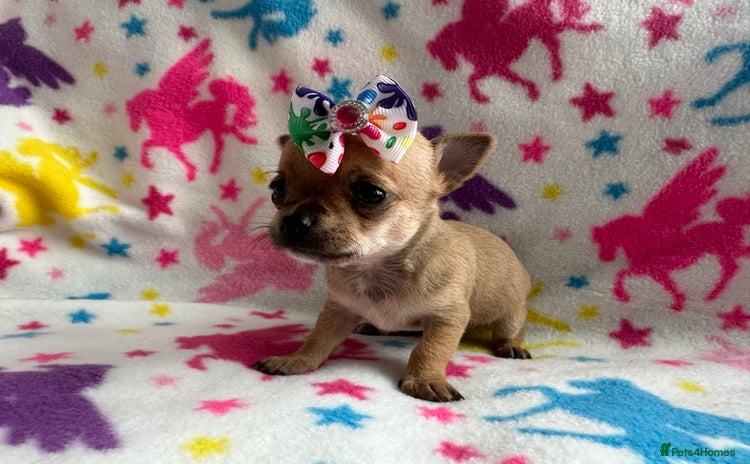 Chihuahua dogs - Advert 10