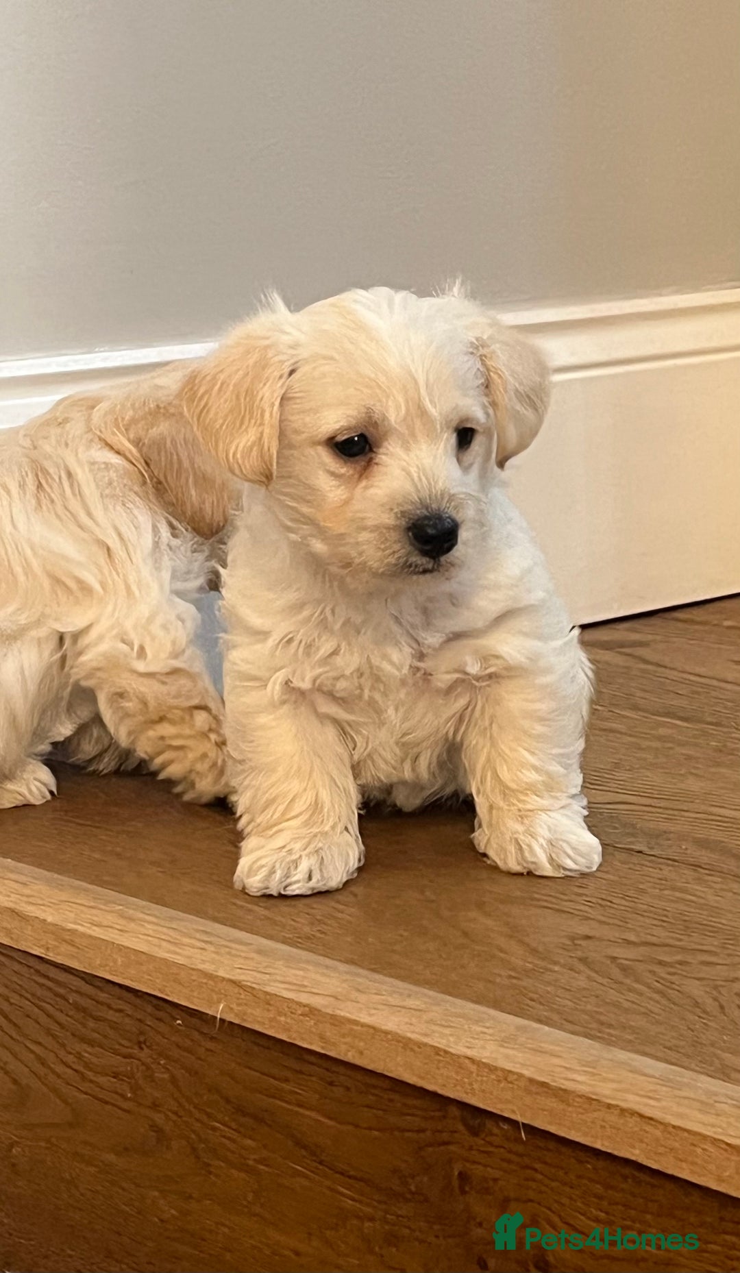 West Highland Terrier dogs for sale: Beautiful westiepoo puppies  - Advert 12