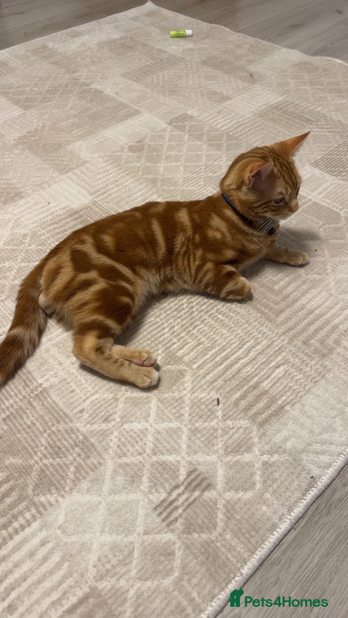 Mixed Breed Kitten 1
