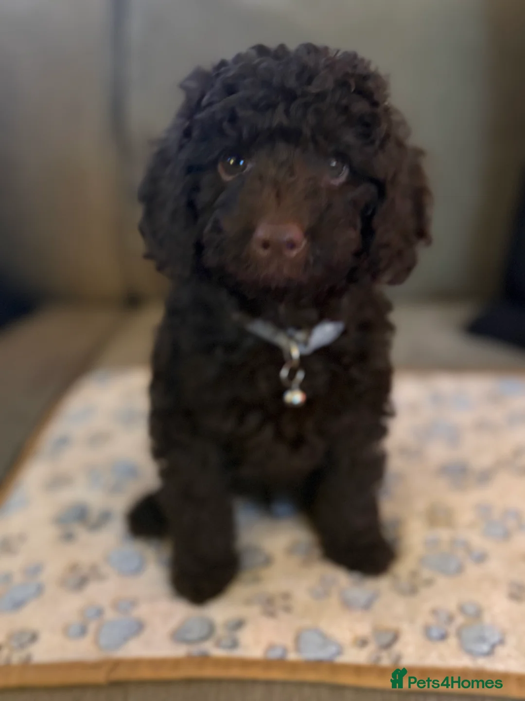 Cockapoo dogs for sale: Ready to leave chocolate boy  - Advert 3