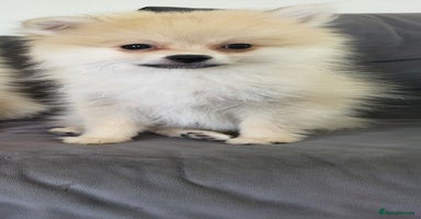 Pomeranian dogs - Advert 2