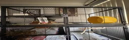 Chinchilla rodents for sale: 2 year old chinchilla in Leeds - Advert 5