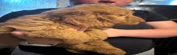 Cockapoo dogs for sale: Small cockapoos f3 in Cramlington - Advert 5