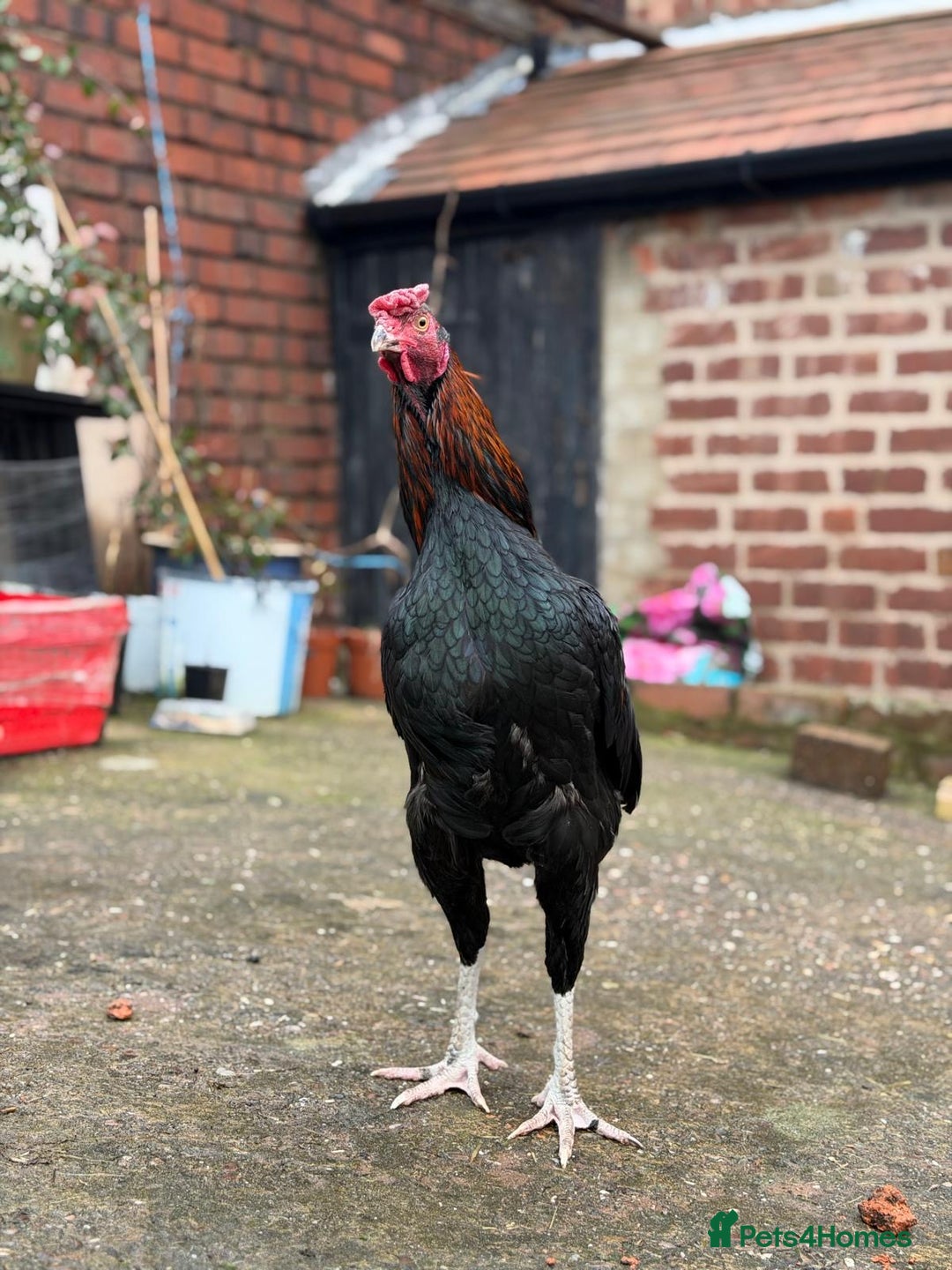 Cockatiels birds for sale: Pakistani aseel  - Advert 2