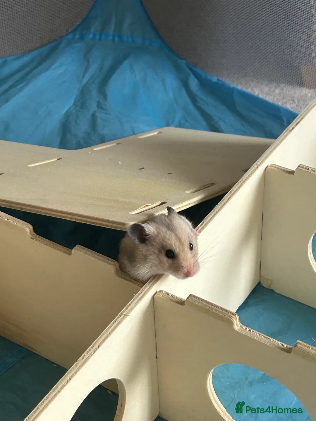 Hamster rodents for sale: Female hamster  - Advert 2