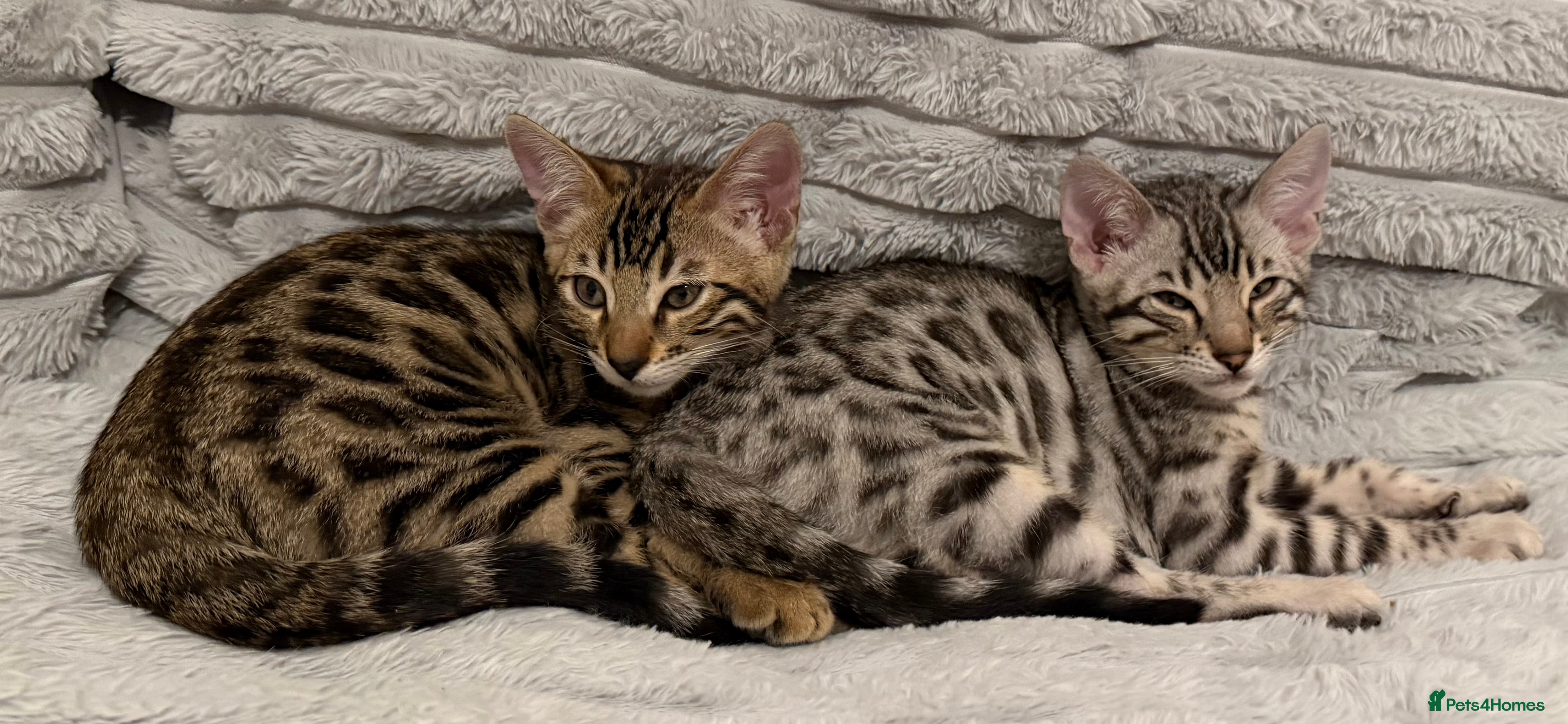 Bengal cats 🩶 BENGAL 🔥 KITTENS 🤍 TICA REGISTERED  - Advert 4