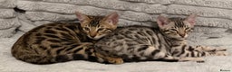 Bengal cats for sale: 🩶 BENGAL 🔥 KITTENS 🤍 TICA REGISTERED  - Advert 9