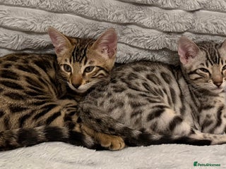Bengal cats 🩶 BENGAL 🔥 KITTENS 🤍 TICA REGISTERED - Advert 4