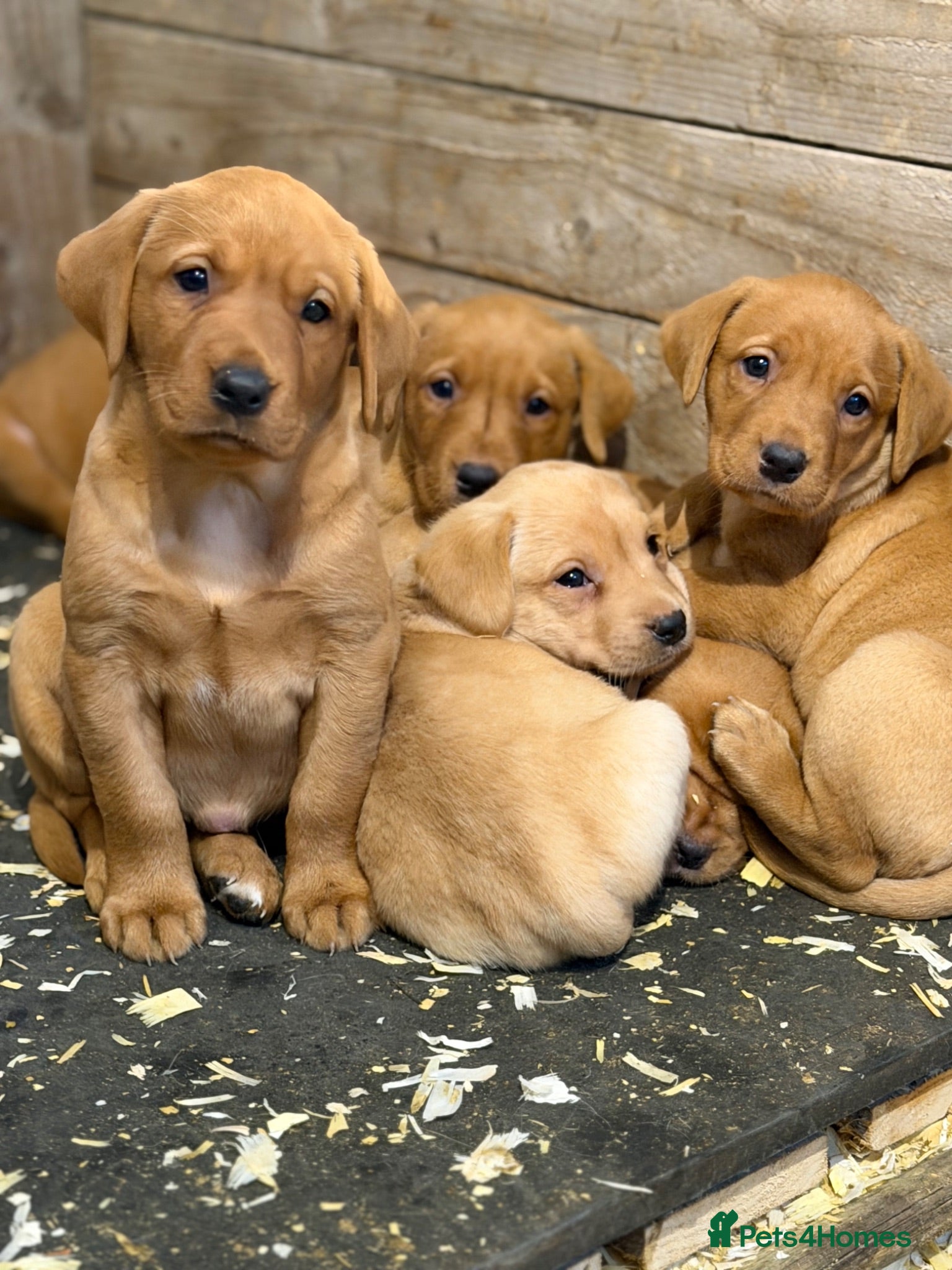 Labrador Retriever dogs Yellow / Fox Red KC Registered Labrador Puppies - Advert 2