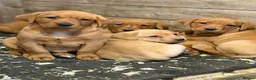 Labrador Retriever dogs for sale: Yellow / Fox Red KC Registered Labrador Puppies - Advert 4